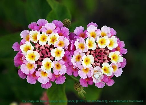 Twin_lantana_camara_edit_attrib.jpg#asse