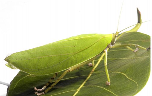 Onomarchus uninotatus