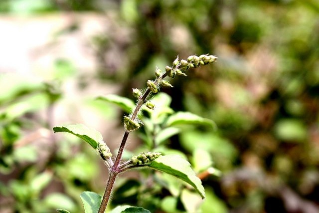 Tulsi Plant