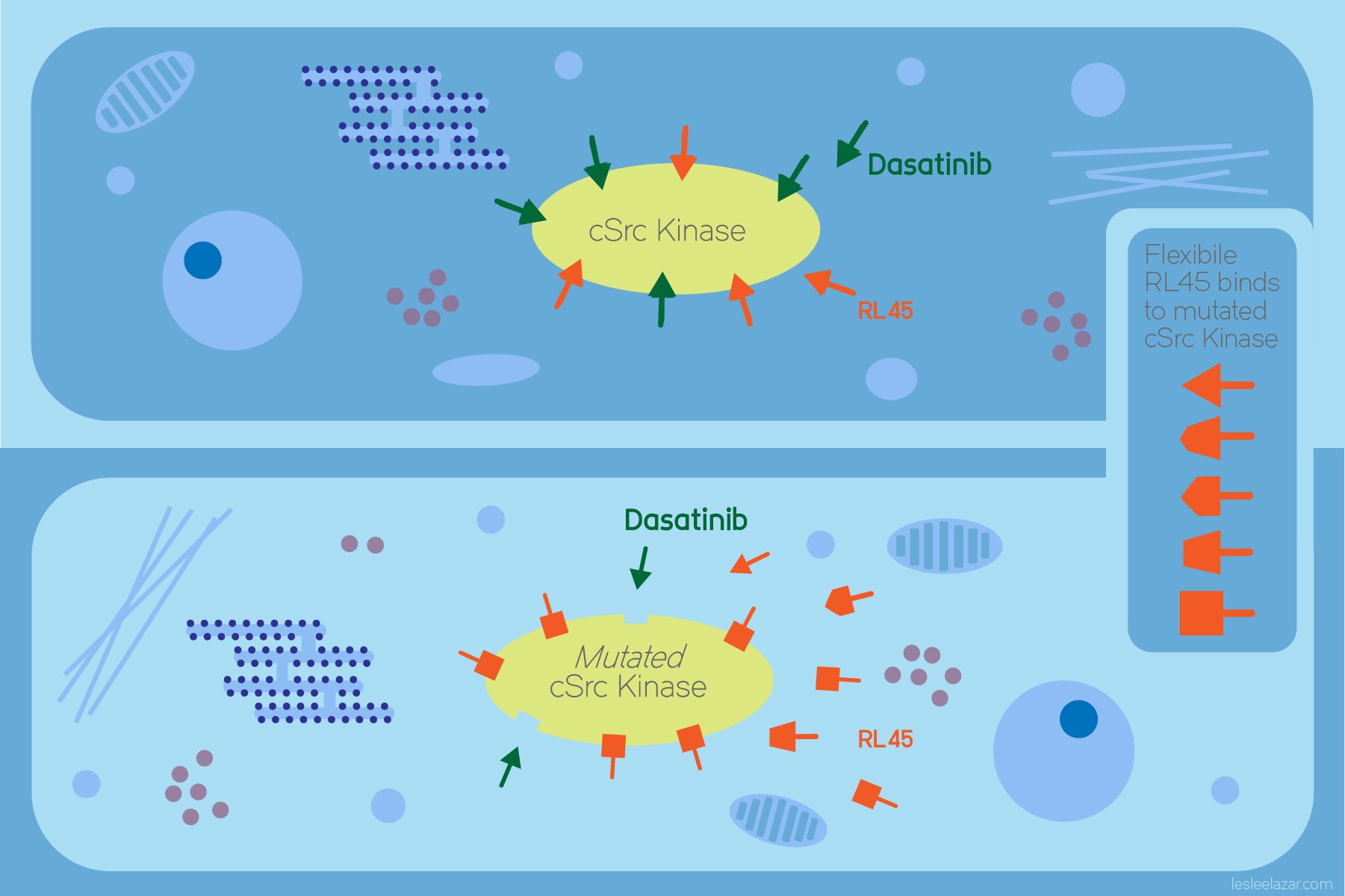 Schematic showing type II Kinase inhibitor RL45 binding to mutated cSrc kinase. The structural flexibility of RL 45 makes it more efficient in inhibiting cancer-related cSrc kinase than type I inhibitor Dasatinib.