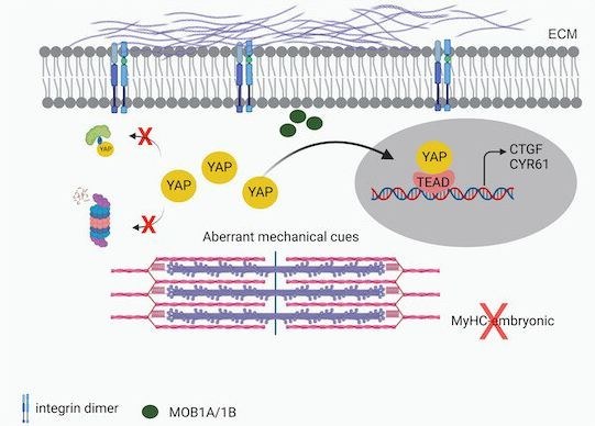 YAP pathway as a promising therapeutic target in SCTS. Credits: Bharadwaj et al., 2023. CC BY-NC