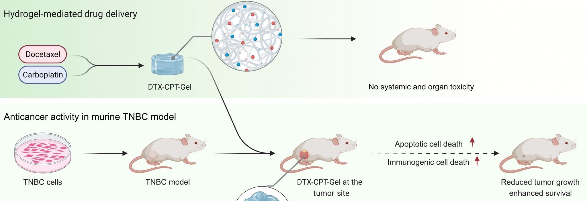 DTX-CPT-Gel therapy kills cancer cells and trains immune cells to do the same. Source: Kar et tal, DOI: 10.1126/sciadv.adf2746, CC BY-NC