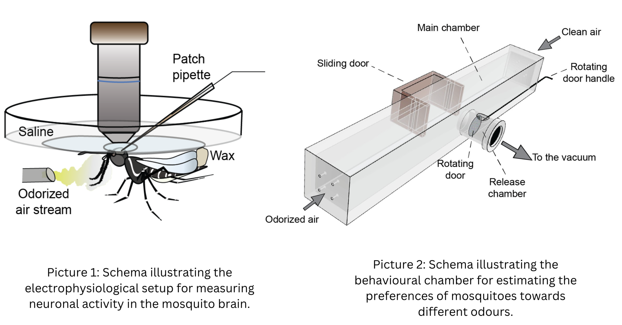 Picture Credits: Singh et al (From Gupta lab)