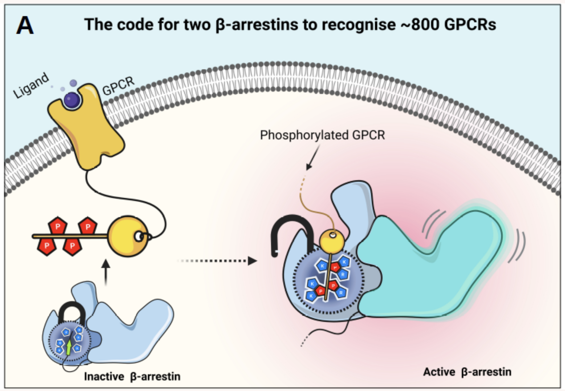 There are nearly a thousand of GPCRs which are regulated by only two beta-arrestins. A GPCR master key opens up the locks on β-arrestins to activate and subequent functional outcomes.