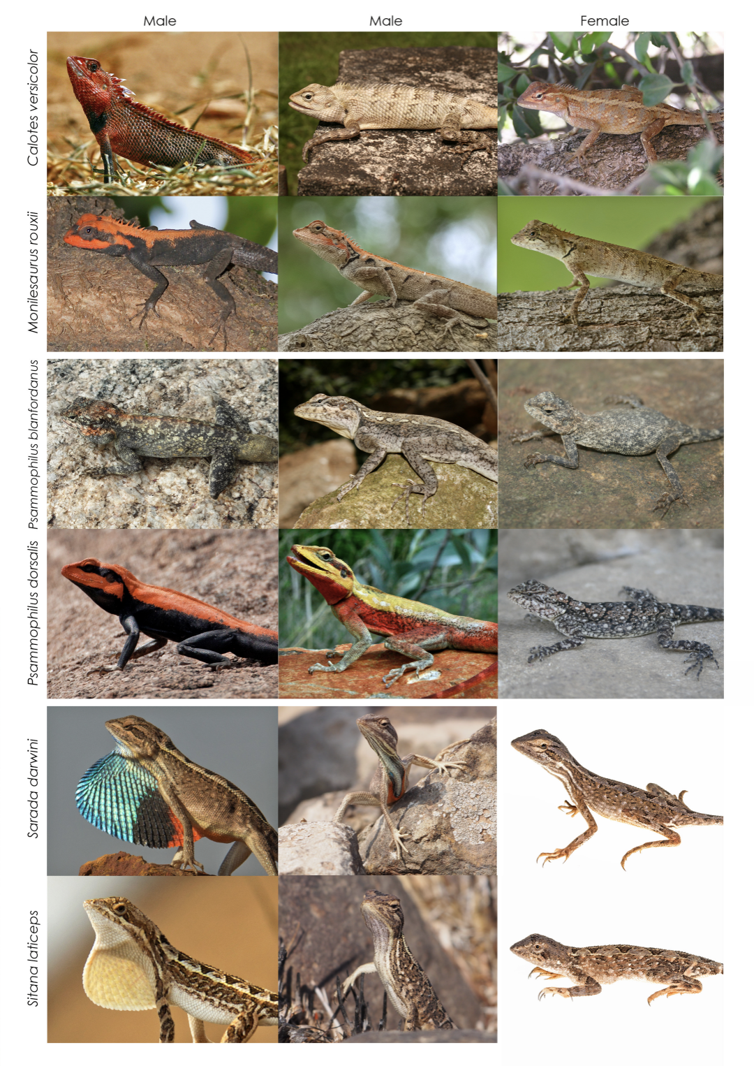 The image shows the wide variation of colour across males and females of the six species studied in this research. Credits: Ruchira Somaweera (all C. versicolor images, P. dorsalis male), Chandra Mouli (P. blanfordanus male and female, P. dorsalis female), Pranav Joshi (M. rouxii males), Subham Soni (M. rouxii female), Swapnil Pawar (S. darwini and S. laticeps males), Amod Zambre (S. darwini and S. laticeps females) (taken from Batabyal et al.)