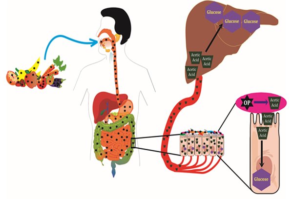 Gut microbiome mediated, OP-induced glucose intolerance. OPs (star), acetic acid (trapezoid), gut microbiota (oval) and glucose (hexagon)