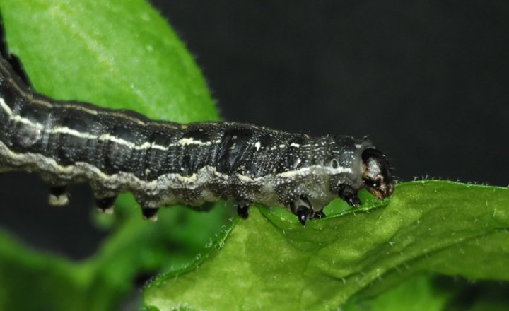 Tobacco cutworm (Spodoptera litura) on Arabidopsis leaf
