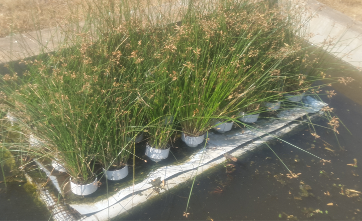 Plant beds for treatment of dye-contaminated water