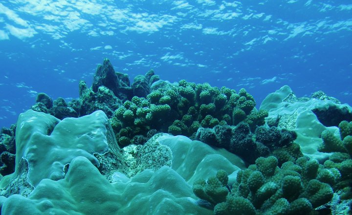 Reefscape showing bleached corals along with bleaching resilient corals species- Pocillopora and Porites. Melon butterflyfish usually avoid the latter in unbleached reefs but are forced to feed on them when bleaching kills their preferred corals