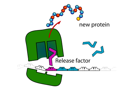 ribosome_recycling.png#asset:639