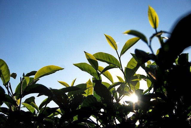 Tea Leaves