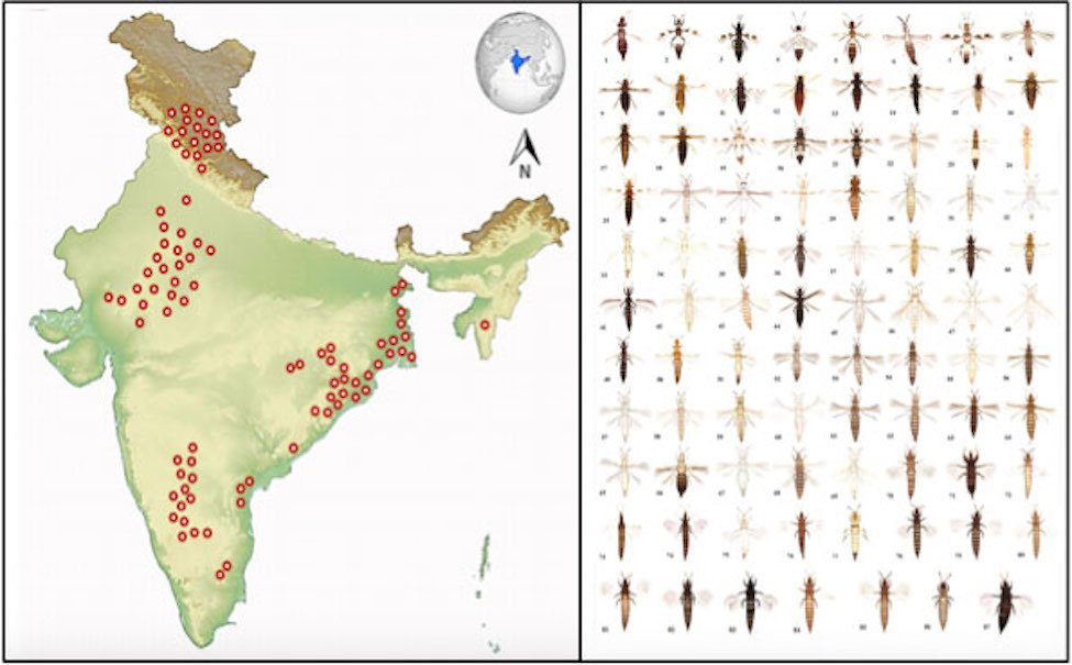 Left: Samples were collected from various regions from India indicated in red. Right: Different species of thrips insects classified on the basis of physical features.